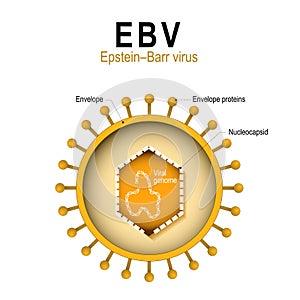 Diagram of the structure of EBV photo
